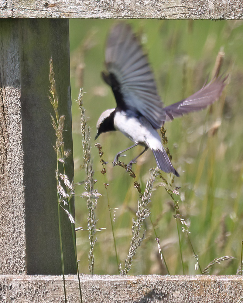 Desert wheatear
